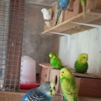 Jeunes perruches ondulées #6