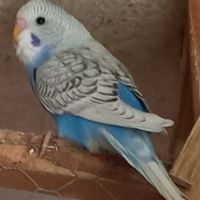 Jeunes perruches ondulées #0