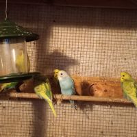 Jeunes perruches ondulées #8