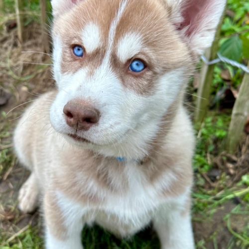 Chiot husky de sibérie lof - parents testés #0