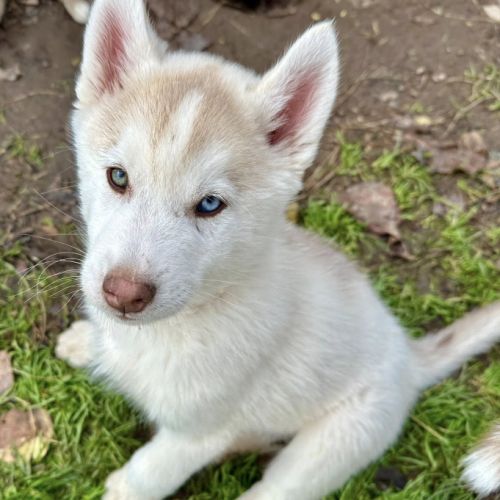 Chiot husky de sibérie lof - parents testés #3
