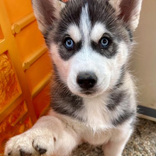 Chiot husky de sibérie lof - parents testés #5