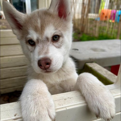Chiot husky de sibérie lof - parents testés #6