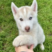 Chiot husky de sibérie lof - parents testés #2
