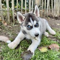 Chiot husky de sibérie lof - parents testés #4