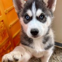 Chiot husky de sibérie lof - parents testés #5