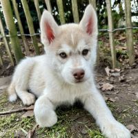 Chiot husky de sibérie lof - parents testés #7