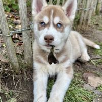 Chiot husky de sibérie lof - parents testés #8