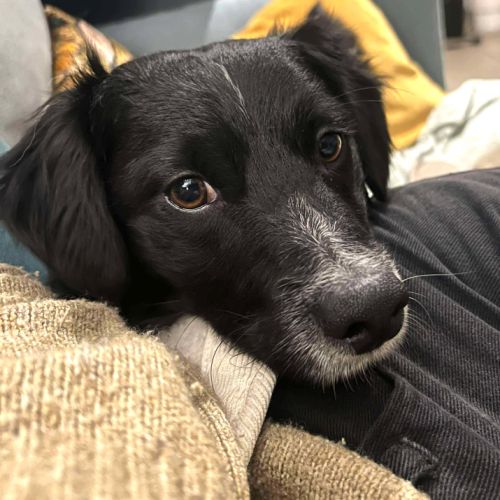 Zéphyr, petit cœur à adopter d’urgence #2