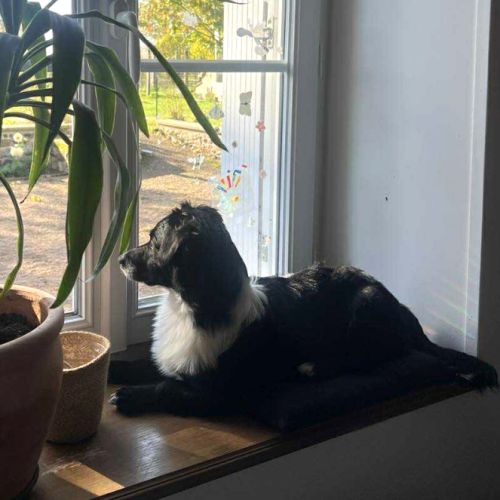 Zéphyr, petit cœur à adopter d’urgence #3