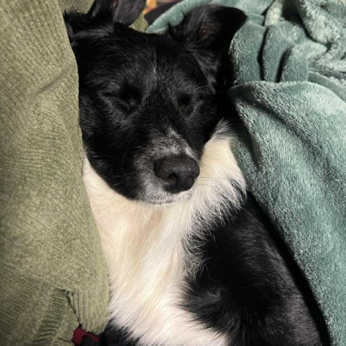 Zéphyr, petit cœur à adopter d’urgence #4