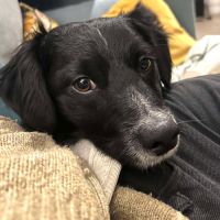 Zéphyr, petit cœur à adopter d’urgence #2