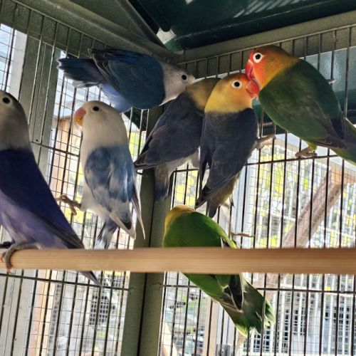 Inséparables de fischer #1