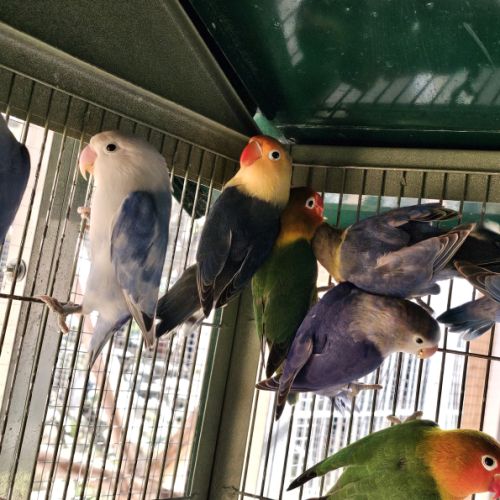 Inséparables de fischer #2