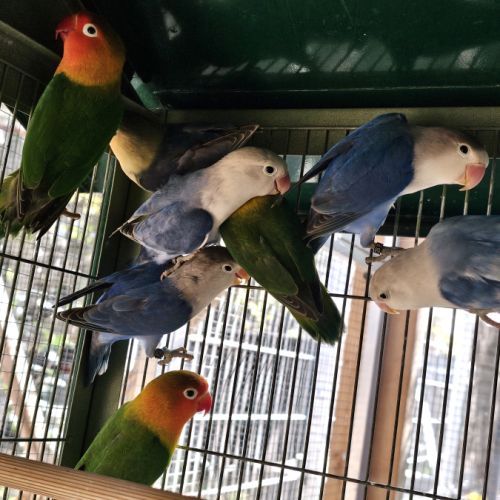 Inséparables de fischer #3