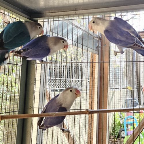 Inséparables de fischer #5