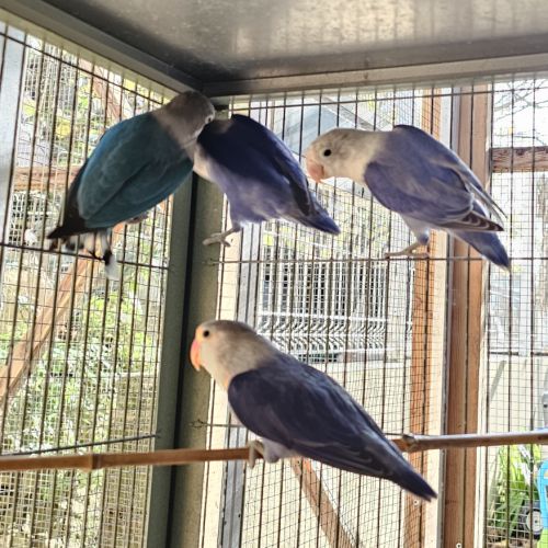 Inséparables de fischer #6