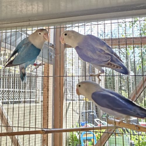 Inséparables de fischer #7