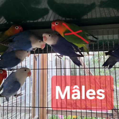 Mâles - inséparables de fischer