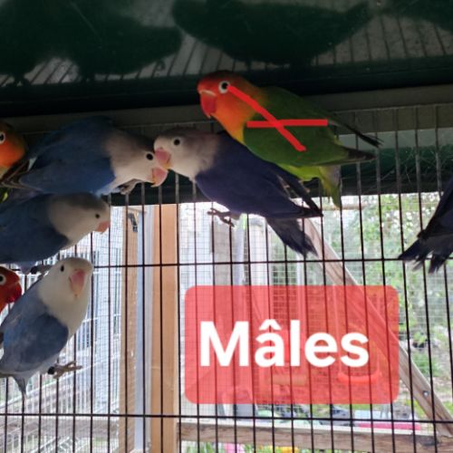 Mâles - inséparables de fischer #2