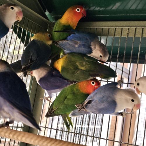 Inséparables de fischer #8