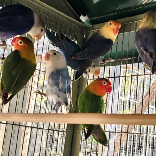 Inséparables de fischer