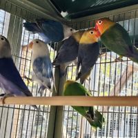 Inséparables de fischer #1