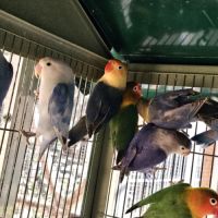 Inséparables de fischer #2