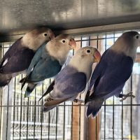 Inséparables de fischer #4