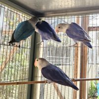 Inséparables de fischer #6