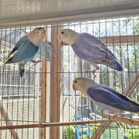 Inséparables de fischer #7