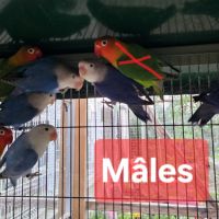 Mâles - inséparables de fischer