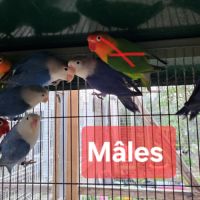 Mâles - inséparables de fischer #2