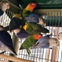 Inséparables de fischer #8