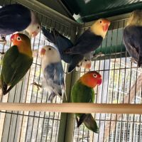 Inséparables de fischer #0