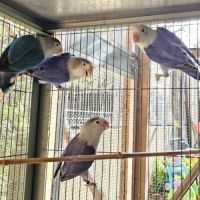 Inséparables de fischer #10