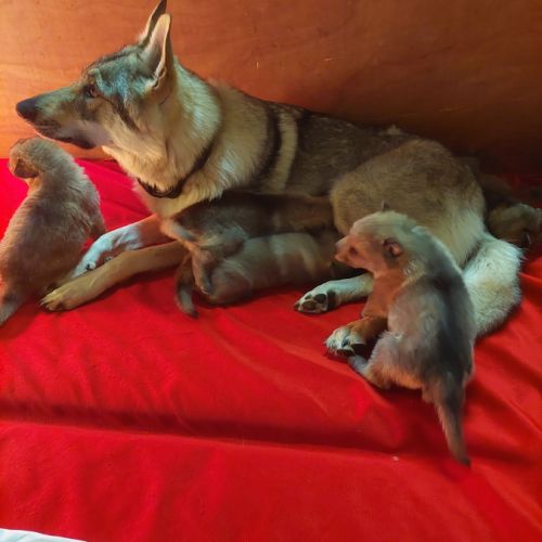 8 chiots type chien loup tchecoslovaque #2
