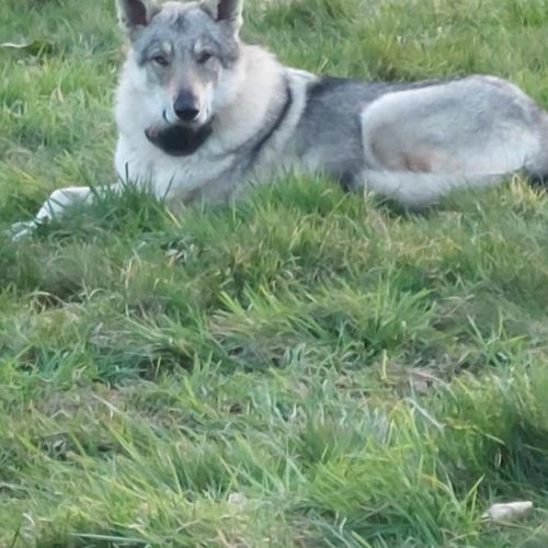 8 chiots type chien loup tchecoslovaque #3