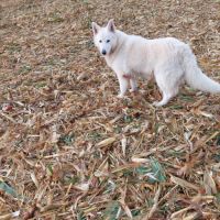 8 chiots type chien loup tchecoslovaque