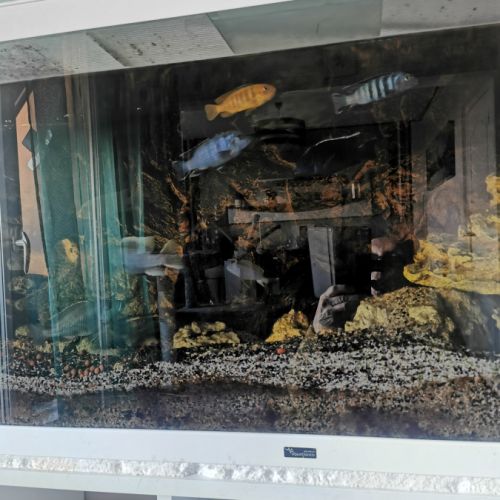 À vendre plusieurs malawis