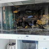 À vendre plusieurs malawis #1