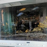 À vendre plusieurs malawis #0