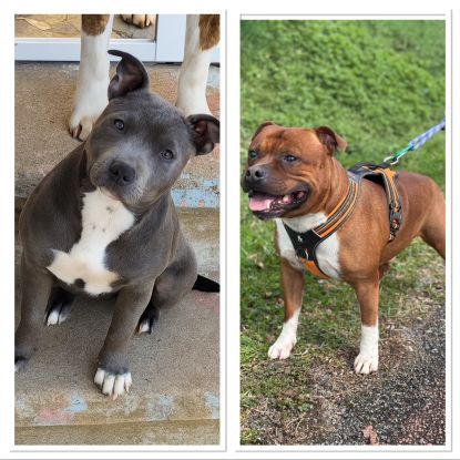 Chiots staffie lof #1