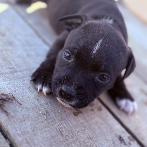 Chiots staffie lof #2
