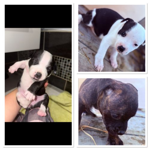 Chiots staffie lof #3