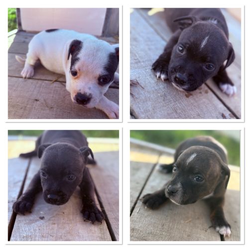 Chiots staffie lof #0