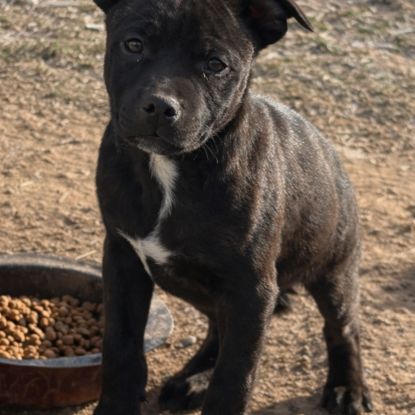 Chiots staffie lof #2