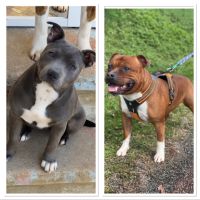 Chiots staffie lof #1