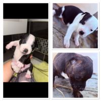 Chiots staffie lof #3