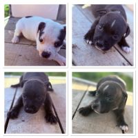 Chiots staffie lof